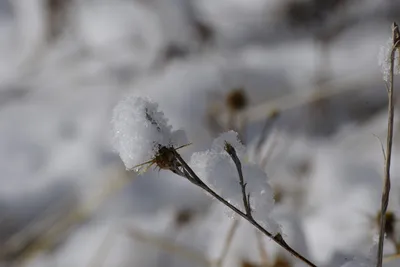 DSC_0768 (Large).JPG